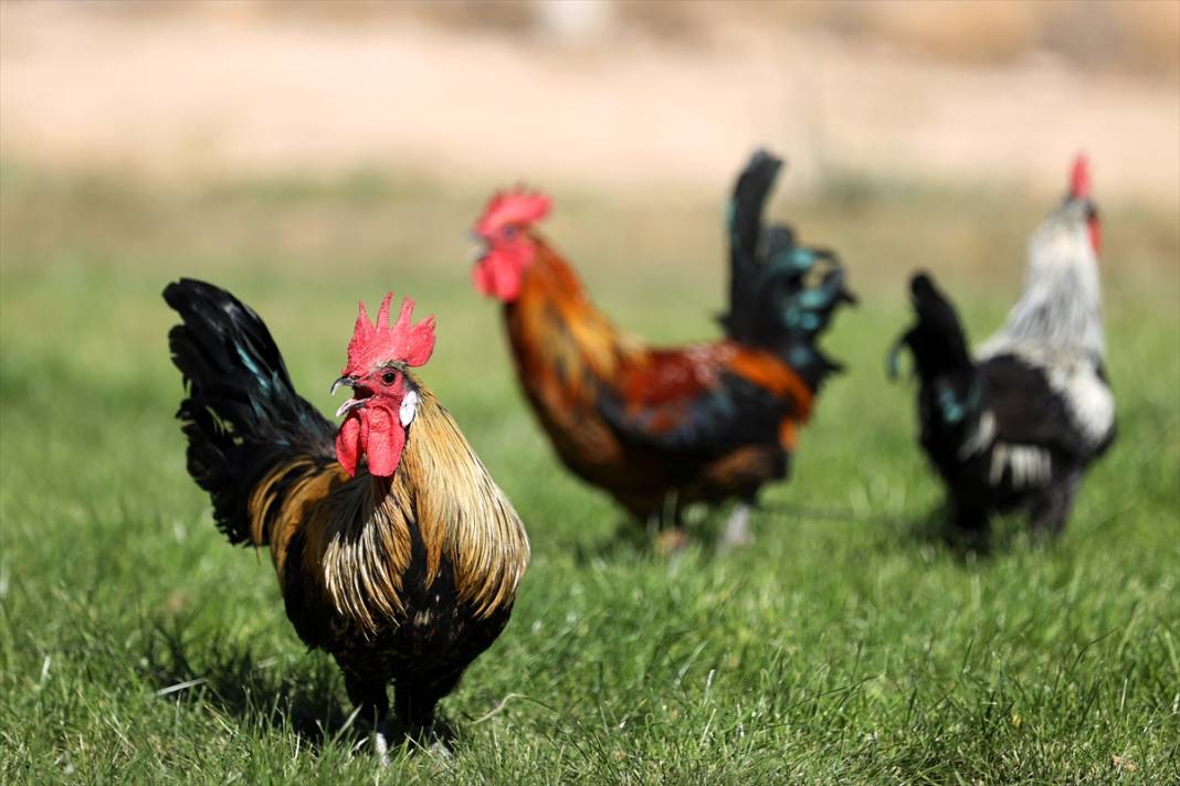 Türkiye’nin en prestijlisi! Denizli horozunu Konya koruyor 13